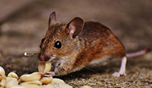 24 Hour & Emergency Exterminators in Albany, PA